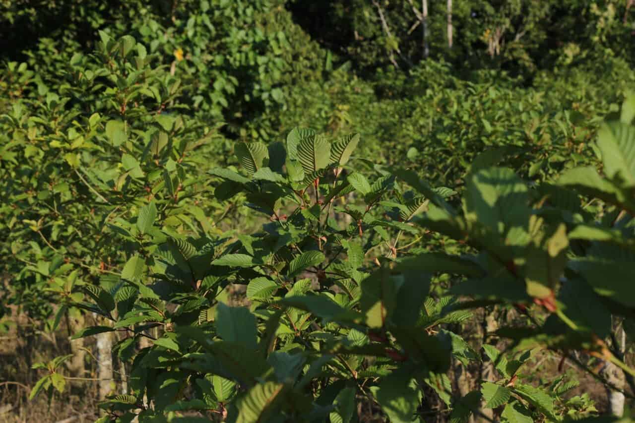 Kratom, Antara Polemik dan Harapan Kratom, Antara Polemik dan Harapan